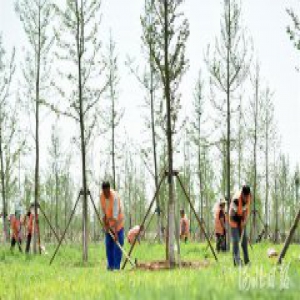 《河北省造林绿化规划（2018-2030年）》通过专家论证