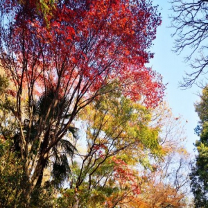 南京：中山植物园五彩缤纷“枫景”独好