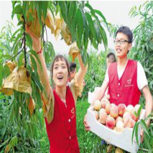 帮果农采摘运输联系销路，德清县下渚湖街道青年党员果园助农