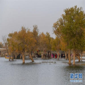 醉美新疆金秋胡杨