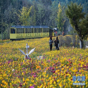 美丽乡村的金秋画卷