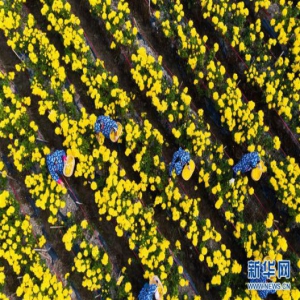 金秋山村盛开“致富花”