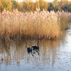 北京圆明园芦苇进入最佳观赏期 金色满园惹人醉