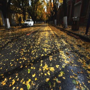 辽宁丹东：银杏叶转黄 满城金黄美丽如画