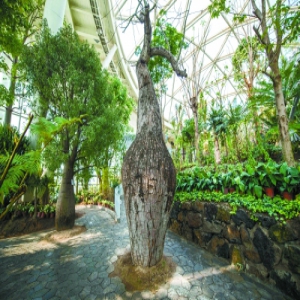 弥勒树、菩提树…北京世园会植物馆来了大“明星”