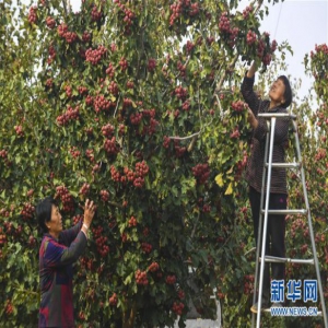 衡水市武邑县：山楂映红致富路