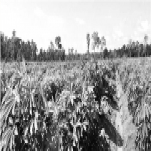 柬埔寨产的桑蚕丝 直供部分江浙丝绸企业