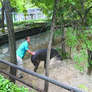 中美貘不回家饲养员抄棍子 北京动物园回应