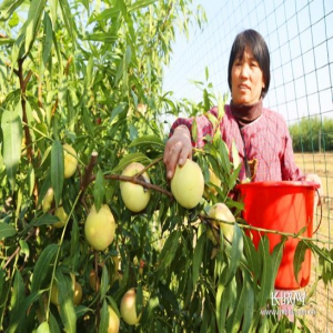 河北平乡：秋桃熟了！