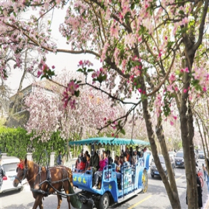 五大道赏花节：“海棠大道”欣赏花之娇艳(图)