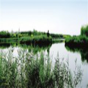 记者实地探访天津四大湿地现状：莺飞草长 鱼翔浅底