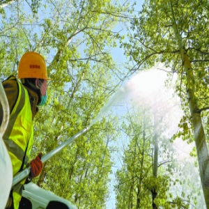 五环内28万株雌杨柳瘦身沐浴减飞絮