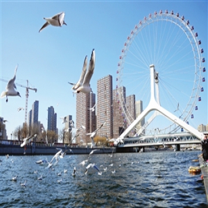 雪后初晴 海鸥翔集(图)