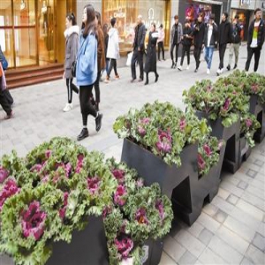 耐寒花卉亮相街头 为津城冬季增添色彩