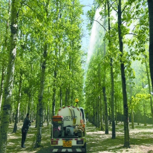 市园林绿化局：治飞絮难求快 雌杨柳逐步换
