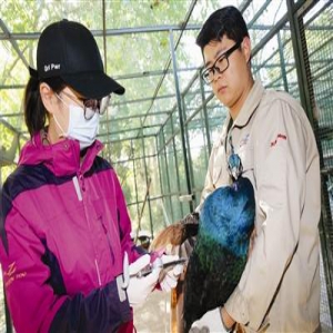 天津动物园禽类动物集体打针 预防传染病