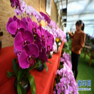 河北固安：“鲜花经济”富乡村