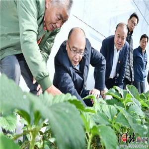 特别关注|北纬41度的“甜”（上篇）：乡亲们吃上了“草莓饭”