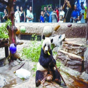 大冰块恒温空调冲凉设备齐上阵 动物园消暑妙招多