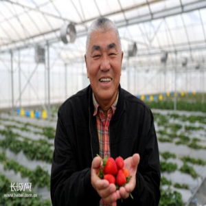 特别关注|北纬41度的“甜”（下篇）：打出“尚义草莓”品牌，瞄准冬奥餐桌