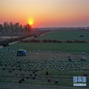 河北滦州：壮大萝卜富民产业