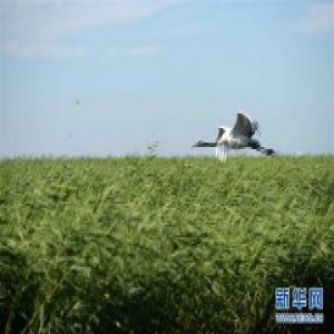 生态扎龙 魅力鹤乡