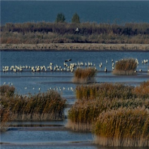 东方白鹳“起舞”曹妃甸湿地