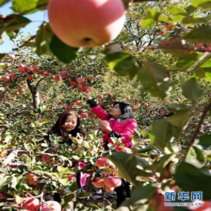 河北秦皇岛：硕果飘香
