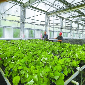 20种古树广延子嗣传基因 北京历史“活的见证”