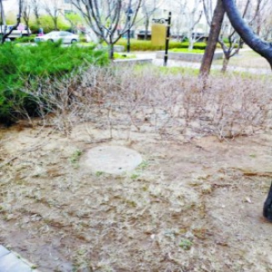 金地朗悦小区美景打卡地为何草秃花木枯