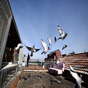 北京：国庆鸽子练成记 实拍信鸽日常生活和训练