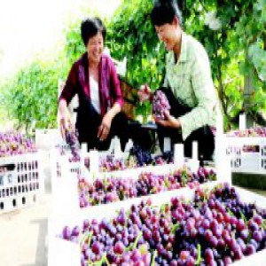 山东无棣县村民采摘葡萄 装箱销往县内超市