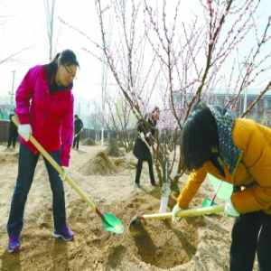 核心城区干部群众植树忙