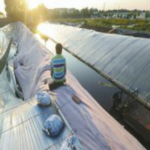 保卫大棚 寿光受灾菜农的不甘与自救