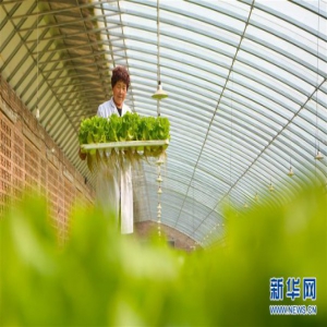 河北成安：科技种植助民增收