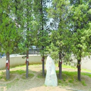 天骄俊园业主呼吁物业履职 常青树枯黄墙皮脱花脸