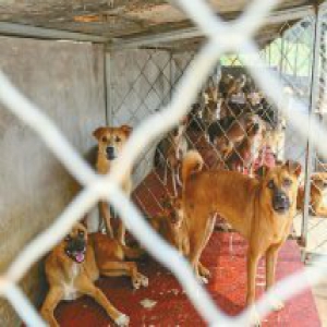 “虐狗”事件继续发酵多位知情者站出来发声 失控的泰山动保中心？