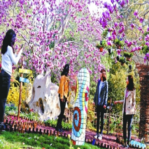 “春松华茂”为主题 香山公园观山花品节俗