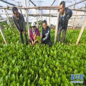 河北香河：“党建+合作社”模式助增收