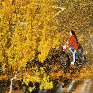 落叶缤纷染津城