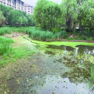 昔日荷塘飘香 今朝排污脏臭