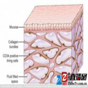 科学家发现人体新器官 遍布全身充当内置＂减震器＂