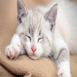 浙江两女生和宠物猫一起睡觉，意想不到的事发生了