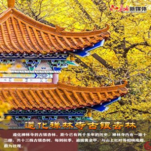 【实景图解】一年中最美的模样！河北最美银杏观赏地图来了！