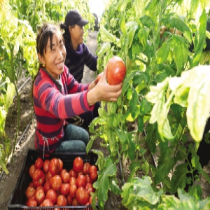 天津：新鲜蔬菜大量采摘上市 保障春节市场供应