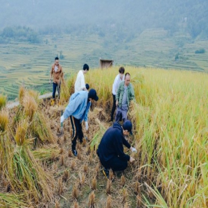 《野生厨房》“镰刀小分队”坤音四子横扫稻田无敌手