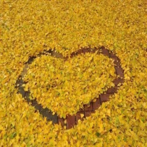 天津赏银杏绝佳点位！趁着天儿好赶紧走