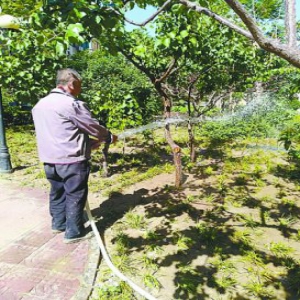 街道吹哨部门报到 通州区金源泉小区苗木喝上水