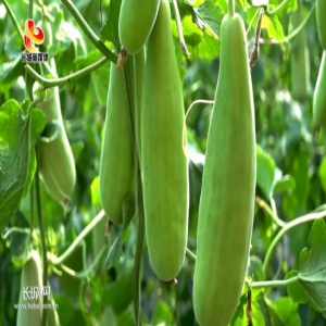 【河北省农业品牌系列报道】⑤青县羊角脆：一张特色名片