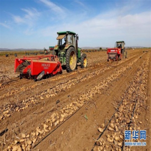 河北张家口：金秋收获丰